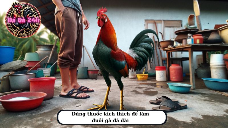 Dùng thuốc kích thích để làm đuôi gà đá dài