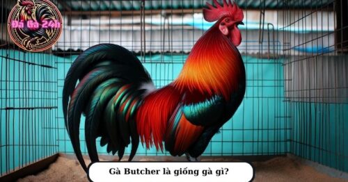 Gà Butcher là gì? Tìm hiểu về giống gà Butcher