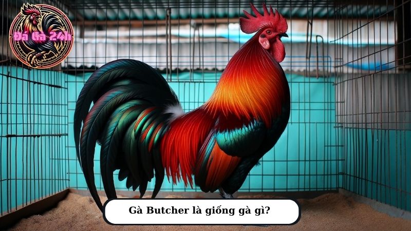 Gà Butcher là giống gà gì?