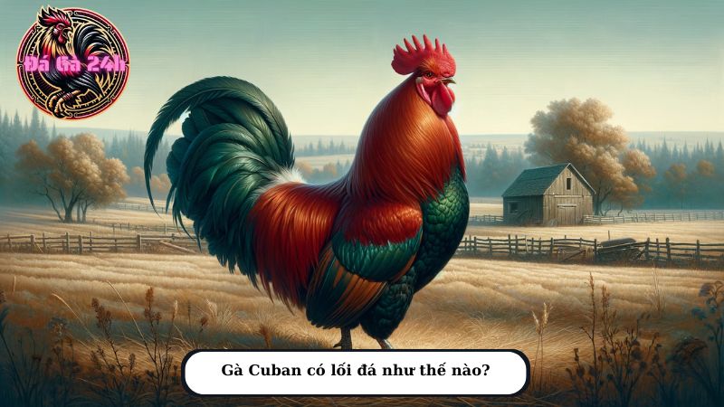 Gà Cuban có lối đá như thế nào?