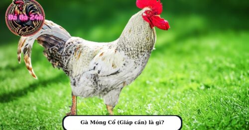 Gà Móng Cổ là gì? Có đặc điểm nào, đá có hay không?