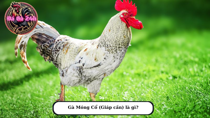 Gà Móng Cổ (Giáp cần) là gì?