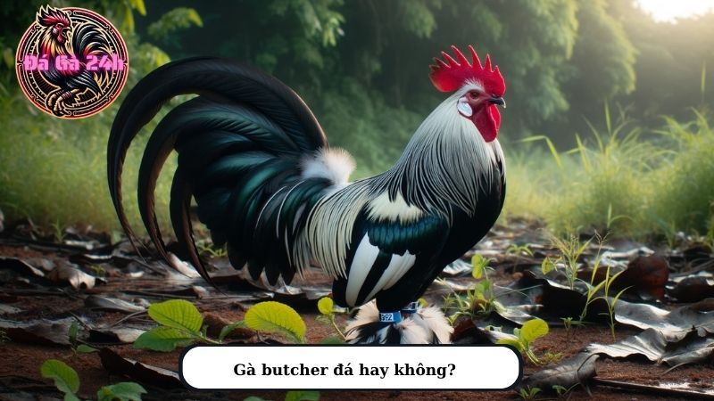 Gà butcher đá hay không?