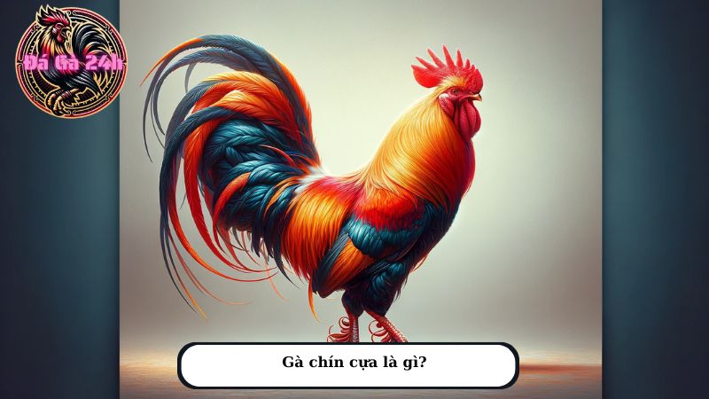 Gà chín cựa là gì?