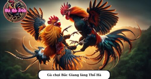 Gà chọi Bắc Giang chiến kê đáng gườm được sư kê yêu thích