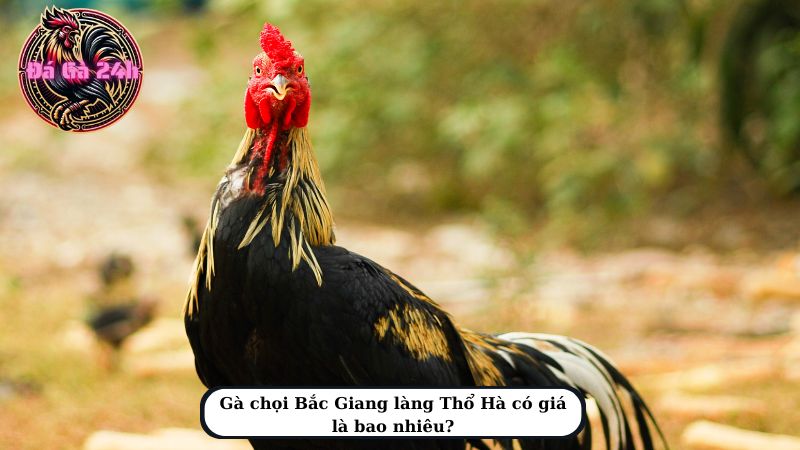 Gà chọi Bắc Giang làng Thổ Hà có giá là bao nhiêu?