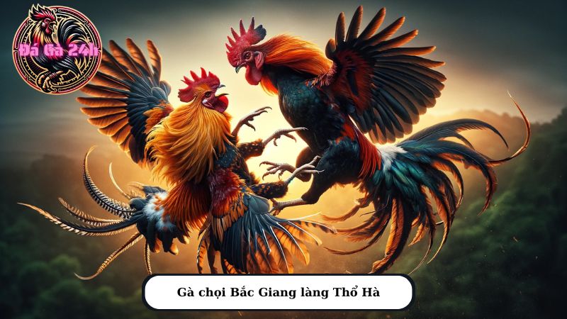 Gà chọi Bắc Giang làng Thổ Hà