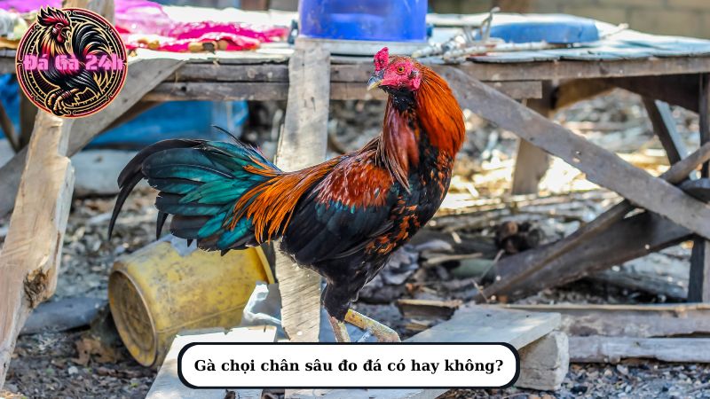 Gà chọi chân sâu đo đá có hay không?