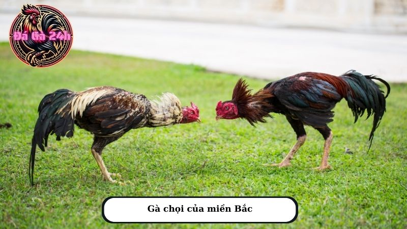 Gà chọi của miền Bắc