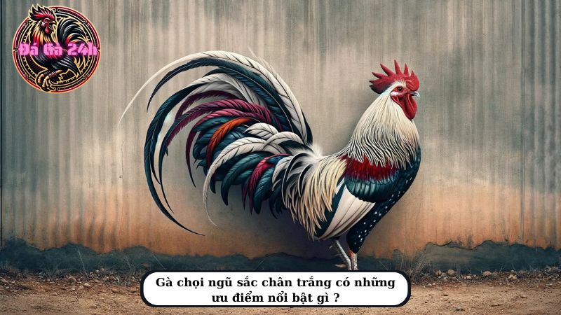 Gà chọi ngũ sắc chân trắng có những ưu điểm nổi bật gì ?