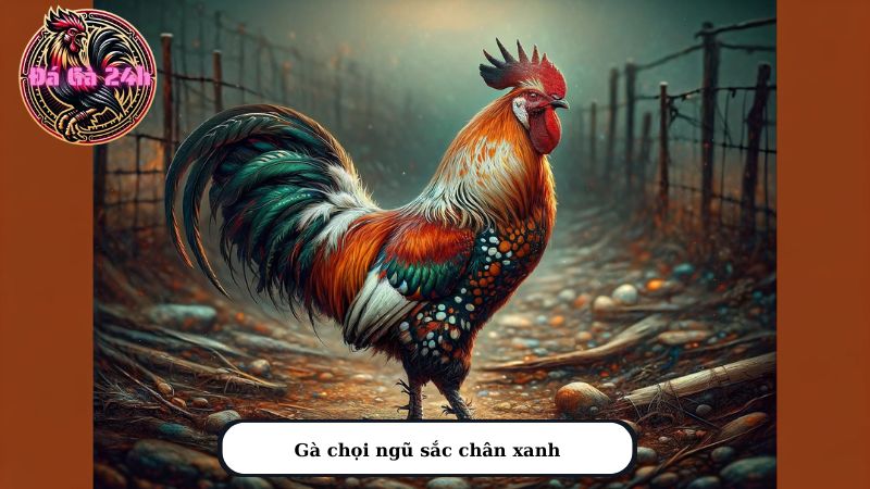 Gà chọi ngũ sắc chân xanh