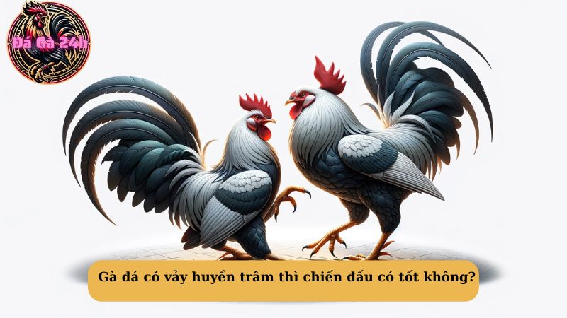 Gà đá có vảy huyền trâm thì chiến đấu có tốt không?