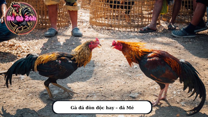 Gà đá đòn độc hay – đá Mé