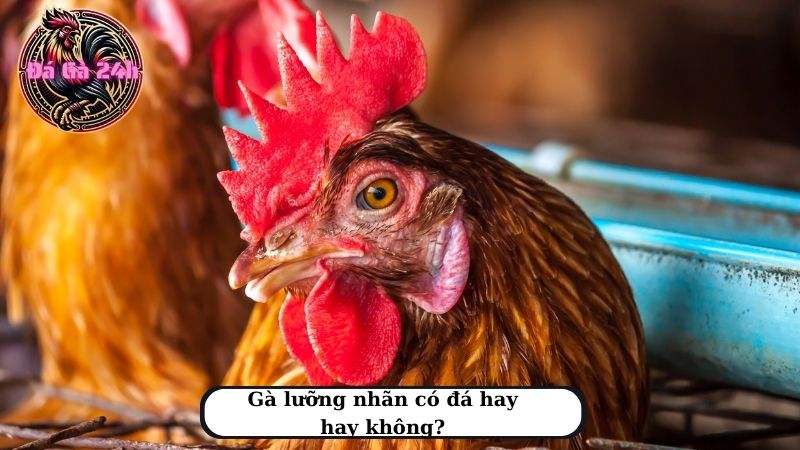 Gà lưỡng nhãn có đá hay hay không?