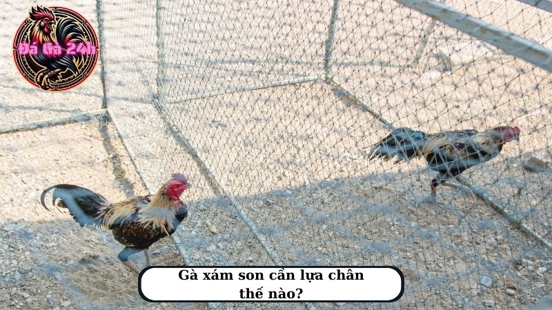 Gà xám son cần lựa chân thế nào?