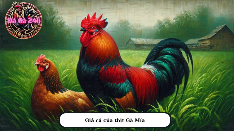 Giá cả của thịt Gà Mía