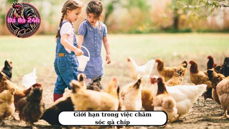 Giới hạn trong việc chăm sóc gà chíp