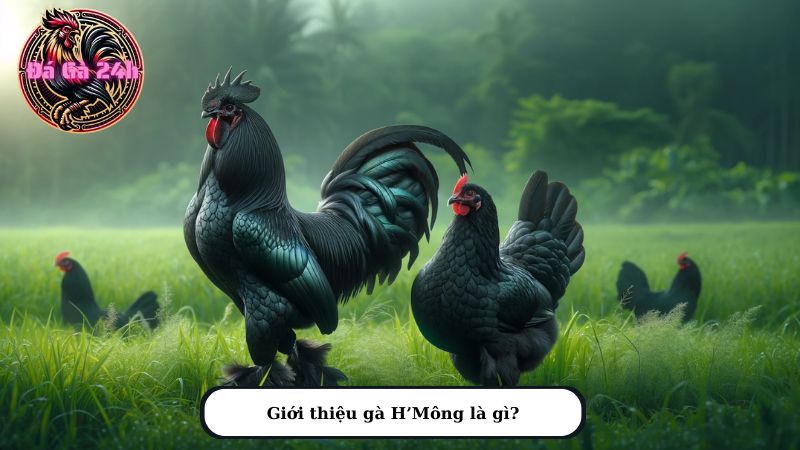 gà H'Mông