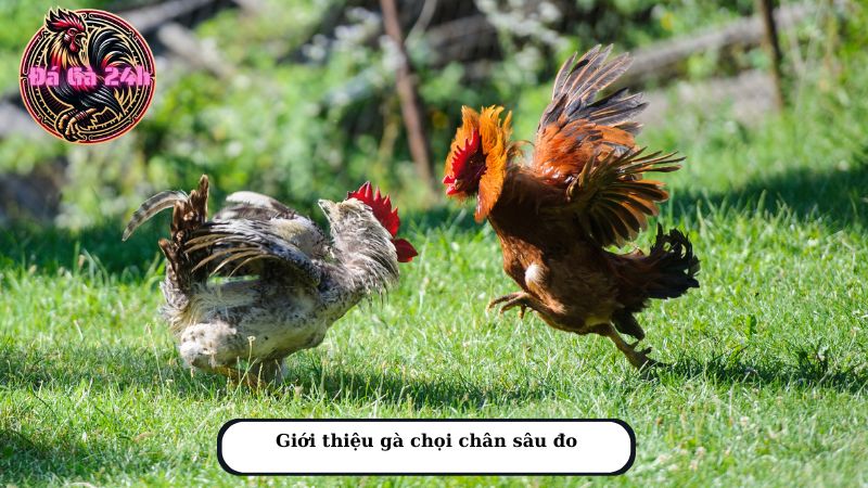 Giới thiệu gà chọi chân sâu đo