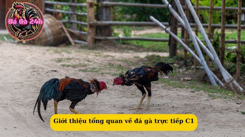 Giới thiệu tổng quan về đá gà trực tiếp C1