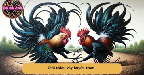 Gà vảy huyền trâm đá có hay không? Kỹ thuật gà vảy huyền trâm