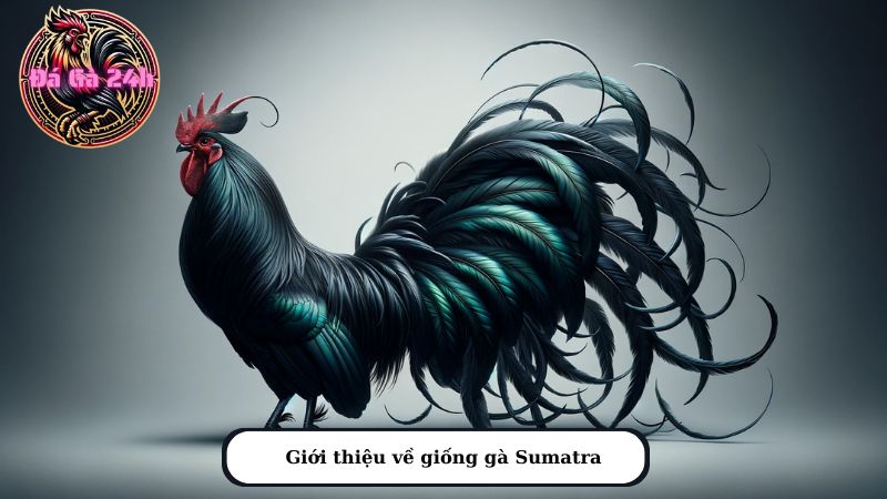 Giới thiệu về giống gà Sumatra