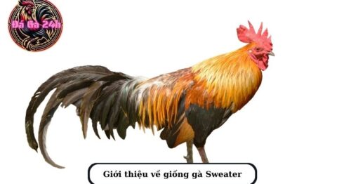 Gà Sweater chiến kê gà chọi cứng nhất mọi thời đại