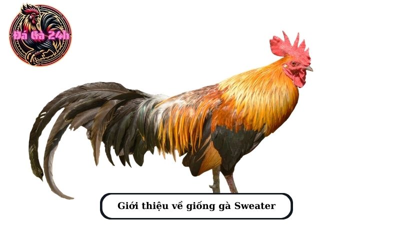 Giới thiệu về giống gà Sweater