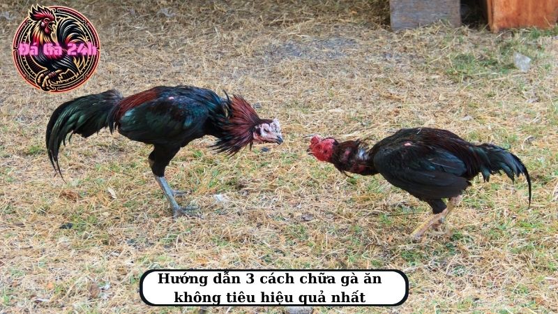 Hướng dẫn 3 cách chữa gà ăn không tiêu hiệu quả nhất