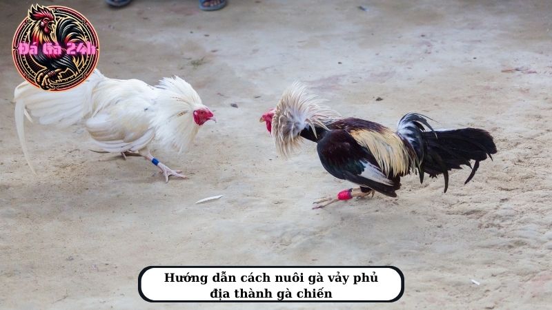 Hướng dẫn cách nuôi gà vảy phủ địa thành gà chiến