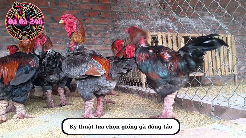 Kỹ thuật lựa chọn giống gà đông tảo