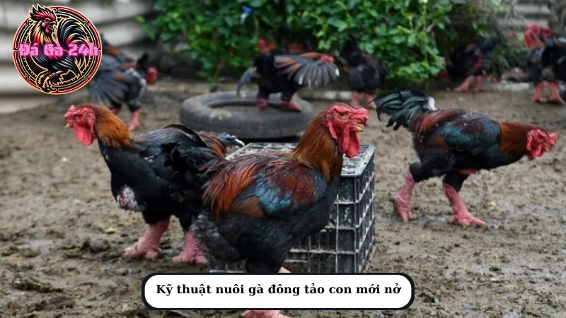 Kỹ thuật nuôi gà đông tảo con mới nở