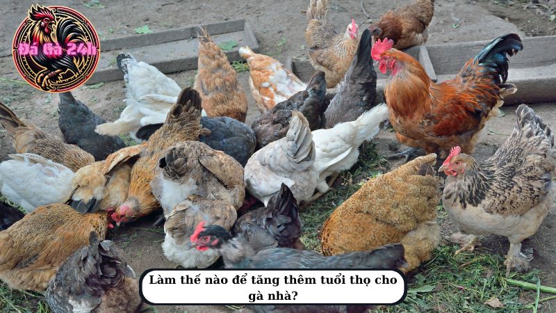 Làm thế nào để tăng thêm tuổi thọ cho gà nhà?