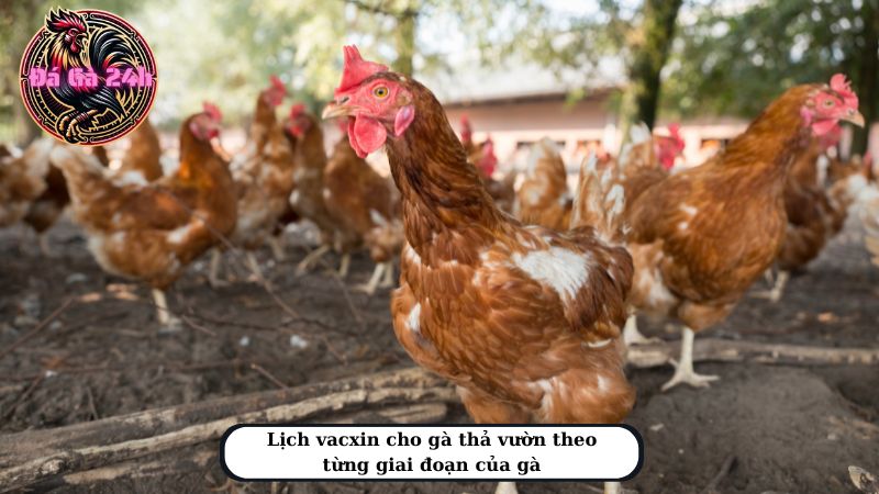 Lịch vacxin cho gà thả vườn theo từng giai đoạn của gà