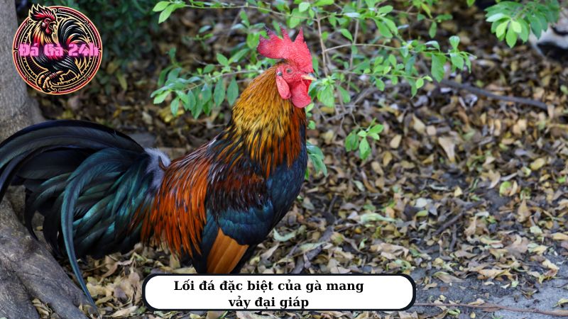 Lối đá đặc biệt của gà mang vảy đại giáp