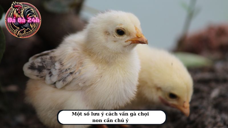 Một số lưu ý cách vần gà chọi non cần chú ý 