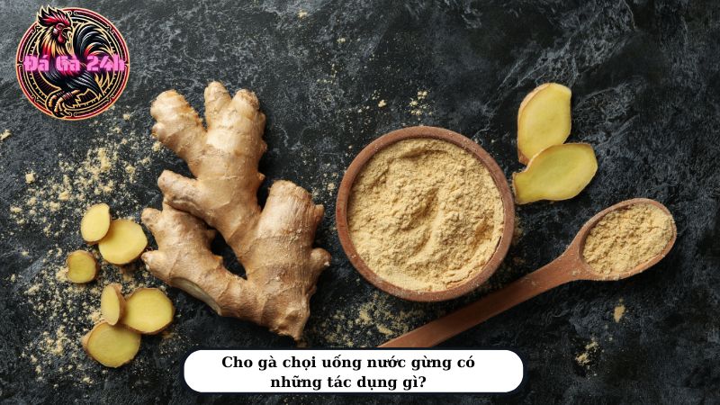 Cho gà chọi uống nước gừng có những tác dụng gì?