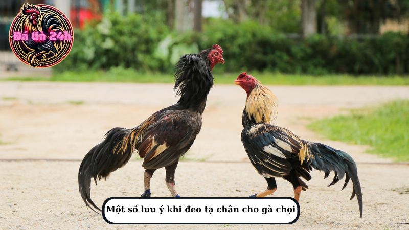 Một số lưu ý khi đeo tạ chân cho gà chọi