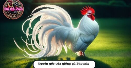 Kinh nghiệm nuôi gà Phoenix mà sư kê chưa biết