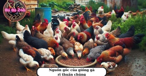 Gà ri thuần chủng và cách nhận biết giống gà