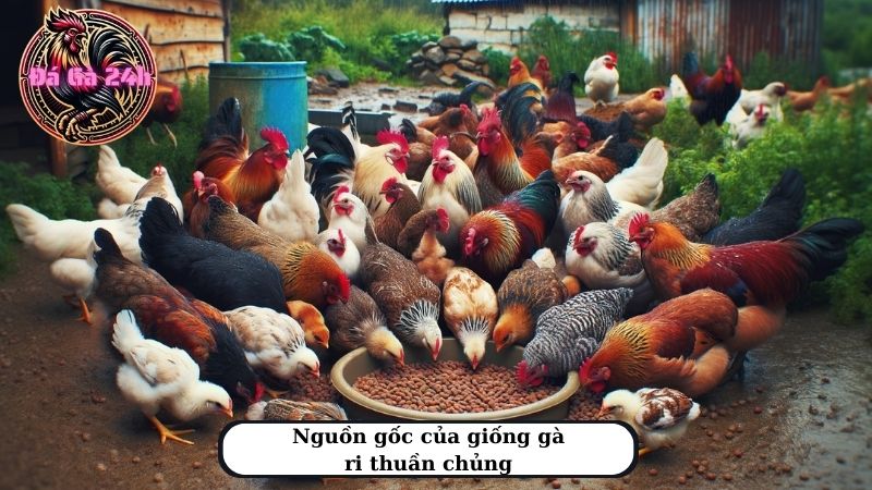 Nguồn gốc của giống gà ri thuần chủng