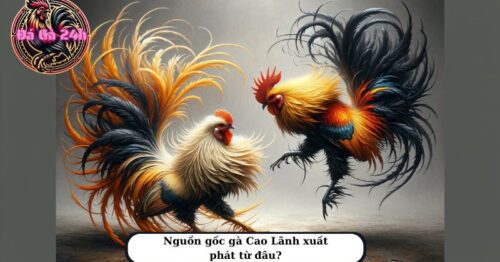 Gà cao lãnh giống gà nuôi cổ truyền xứ nam kỳ lục tỉnh