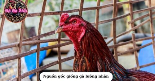 Gà lưỡng nhãn là giống gà gì? Có phải là linh kê quý hiếm không?