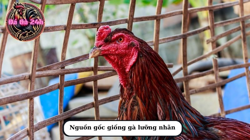 Nguồn gốc giống gà lưỡng nhãn