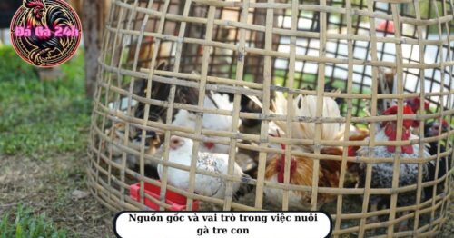 Cách nuôi gà tre con đúng kỹ thuật nhanh lớn