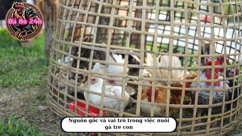 Nguồn gốc và vai trò trong việc nuôi gà tre con