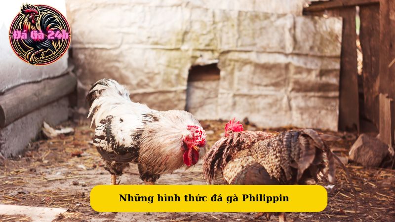 Những hình thức đá gà Philippin