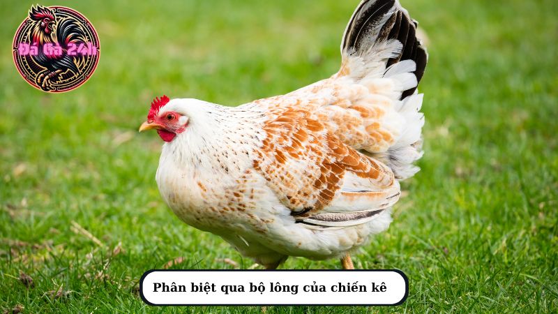 Phân biệt qua bộ lông của chiến kê