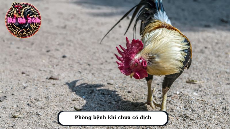 Phòng bệnh khi chưa có dịch