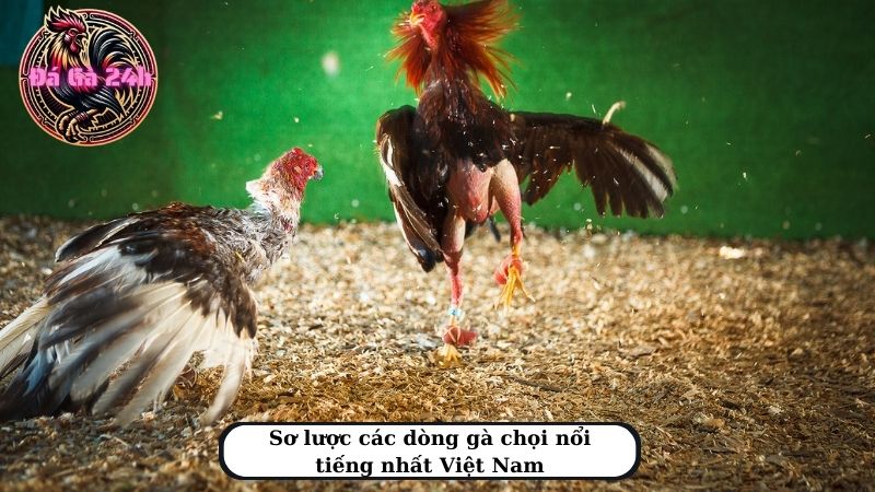 Sơ lược các dòng gà chọi nổi tiếng nhất Việt Nam